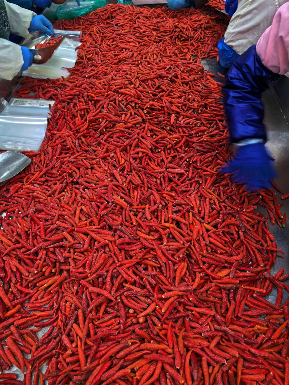 ỚT ĐỎ ĐÔNG LẠNH/FROZEN RED CHILI PEPPERS
