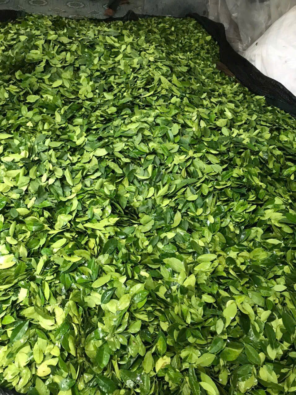 LÁ CHANH ĐÔNG LẠNH/ FROZEN LIME LEAVES (KAFFIR LIME LEAVES)