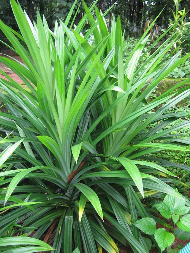 LÁ DỨA CẮT KHÚC ĐÔNG LẠNH / FROZEN PANDAN LEAVES (CUT SEGMENTS) – 500G BAG