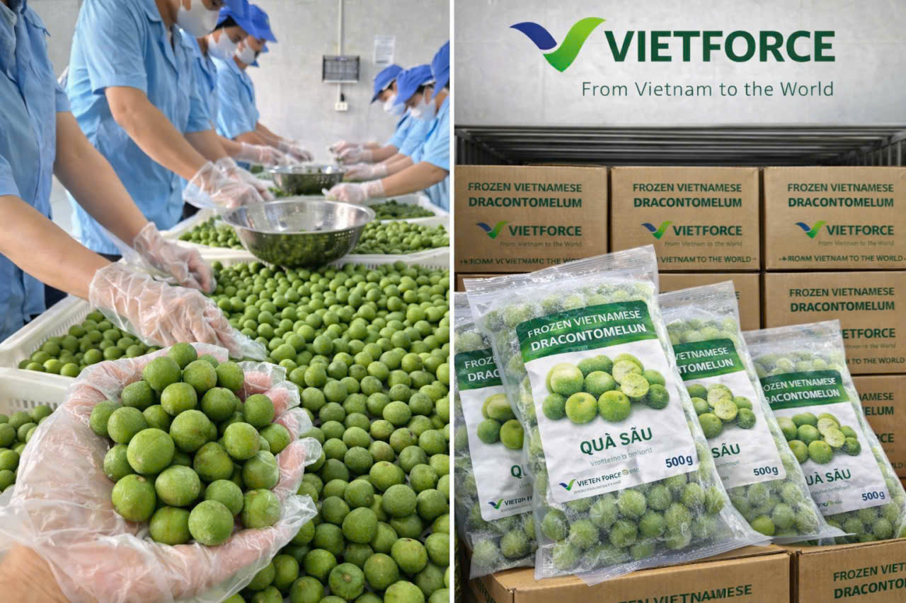 QUẢ SẤU ĐÔNG LẠNH/ FROZEN DRACONTOMELON (SAU FRUIT) – EXPORT QUALITY