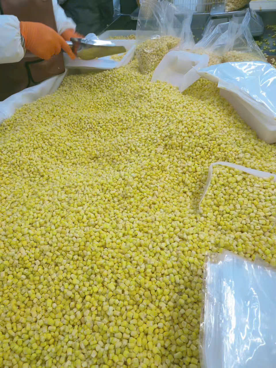 🌽 BẮP HẠT ĐÔNG LẠNH – VIETFORCE AGRO
