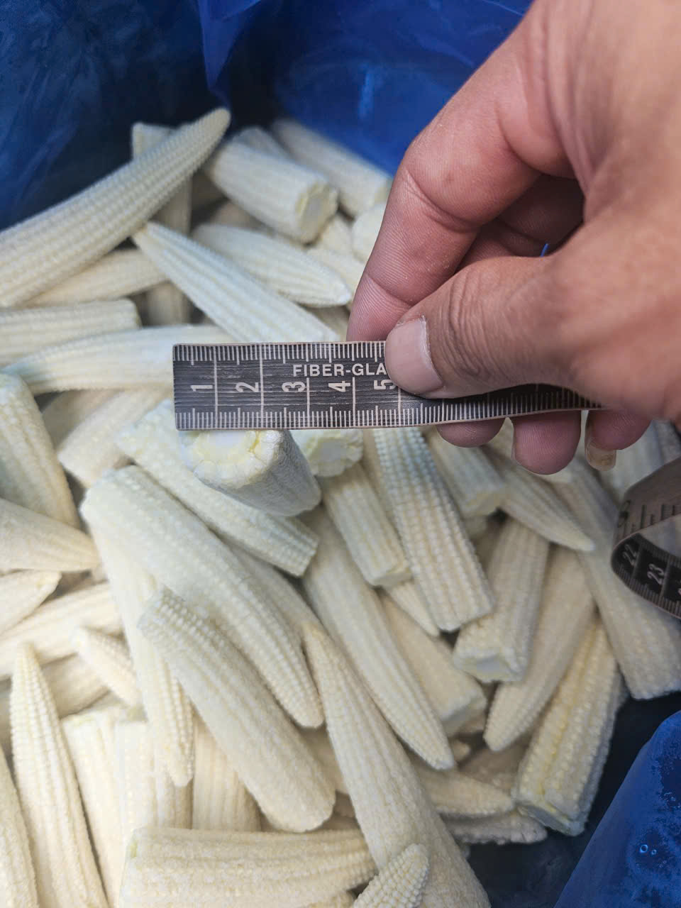 🌽 Bắp Non Cắt Khúc Đông Lạnh/Frozen Baby Corn (Cut Segments)